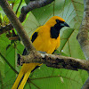 Yellow tailed Oriole