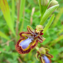 Iberian orchids