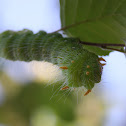 Imperial Moth caterpillar