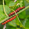 Gulf Fritillary (caterpillar)
