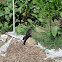 Great-Tailed Grackle (Female)