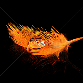 by Pinaki Ghosh - Artistic Objects Other Objects