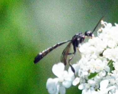 Mystery Fly (a.k.a. Bee Fly)