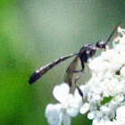 Mystery Fly (a.k.a. Bee Fly)