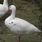 Coscoroba Swan