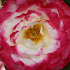 Double Delight Rose