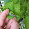 Spicebush swallowtail caterpillar