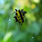 spiny orb-weaver spider