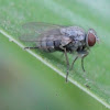 Tachinid flies