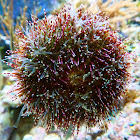 Sea urchin