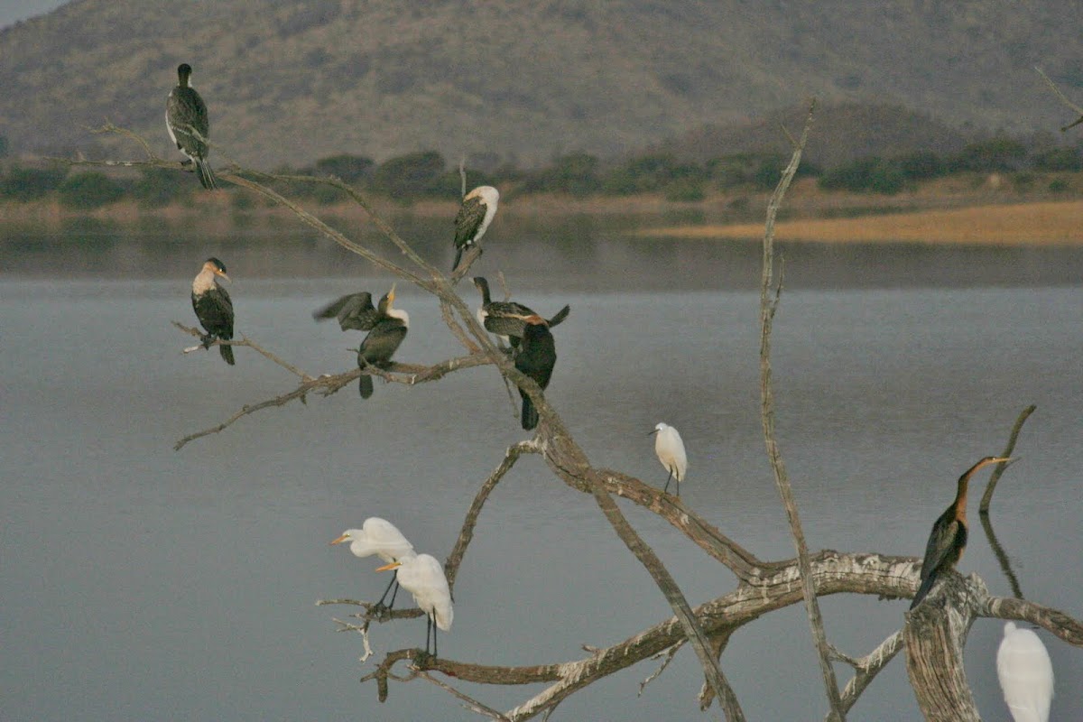 White - Breasted Cormorant
