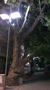 200 Years Old Plane-tree on Hamamyolu Street