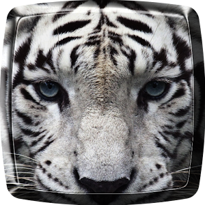 تنزيل نمور خلفية متحركة 6 1 لنظام Android مجان ا Apk تنزيل