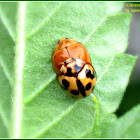 Variable Ladybird Beetles (Mating)