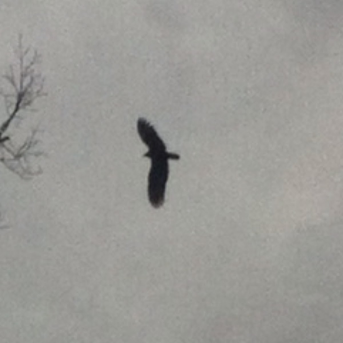 Turkey Vulture