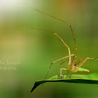 Green Lynx Spider(Male)