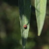 Asian Ladybug pupa and larvae