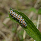 Spotted Fritillary larva