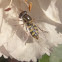 Yellow-shouldered Hover Fly