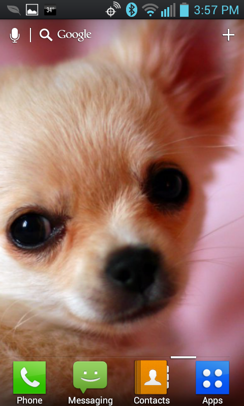 Chihuahua Live Wallpaper Screen 2