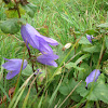 Nettle-leaved Bellflower