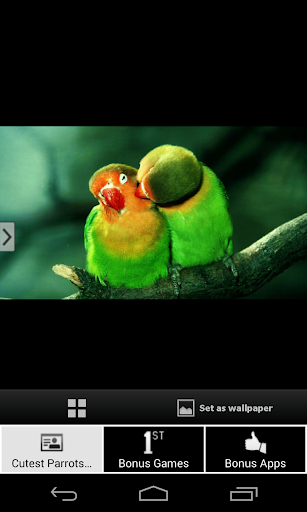 Cutest Parrots Wallpapers HD