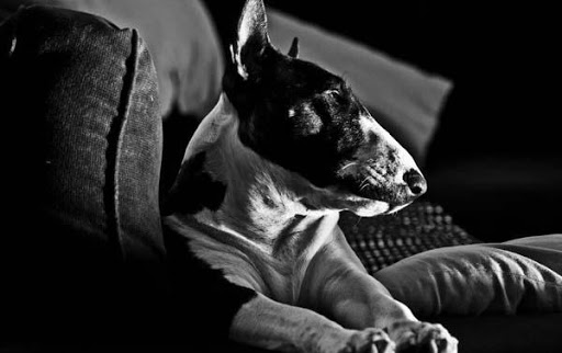 Imagenes Bull Terrier HD