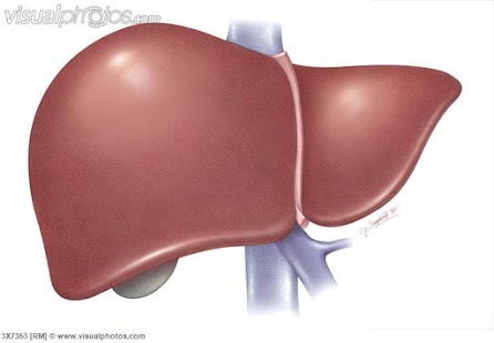 Lastest Liver Diet APK for Android