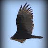 Turkey Vulture, Buzzard
