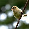 House Sparrow (juvenile)