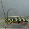 Six-Banded Longhorn Beetle