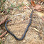 Red tailed pipe snake 红尾管蛇