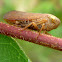 Brown Leafhopper