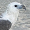 White bellied sea eagle
