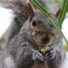 Gray Squirrel