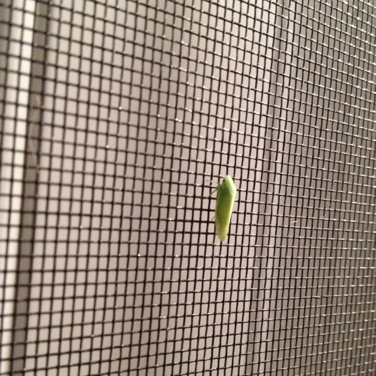 Leafhopper