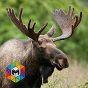 Moose Simulator mobile app icon