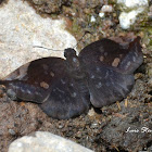 Northern Sicklewing (Sickle-winged Skipper)