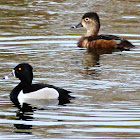 Ring Necked duck