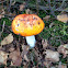 Fly agaric