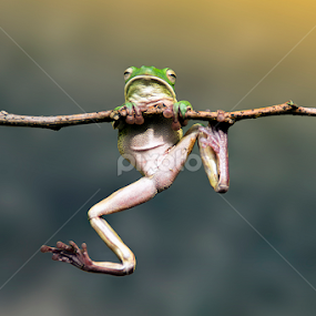 I was able to top by Robert  Fly - Animals Amphibians