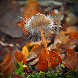 Shockheaded Dwarf by Marco Bertamé -  