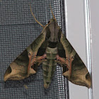 Pandorus Sphinx Moth