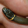 Ring-necked snake #3 (young of the year)