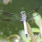 Blue Dasher Dragonfly (male)