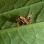 Camouflaged Larva