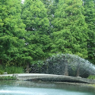 菁芳園 Tenway Garden／花園餐廳／落羽松