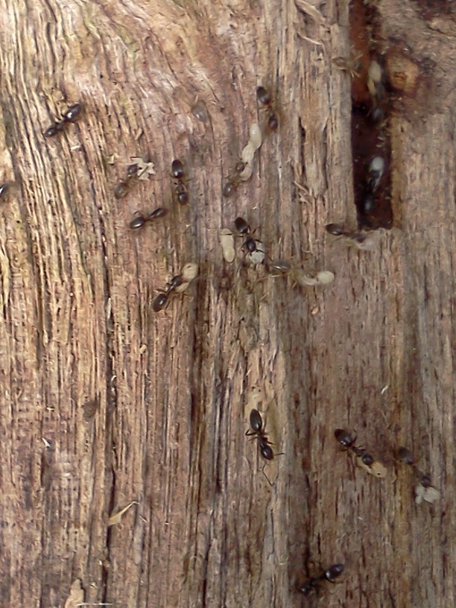 Carpenter Ants & Larva