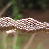 Grasshopper eggs