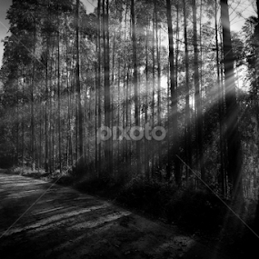 light road by Marcos Lamas - Black & White Landscapes